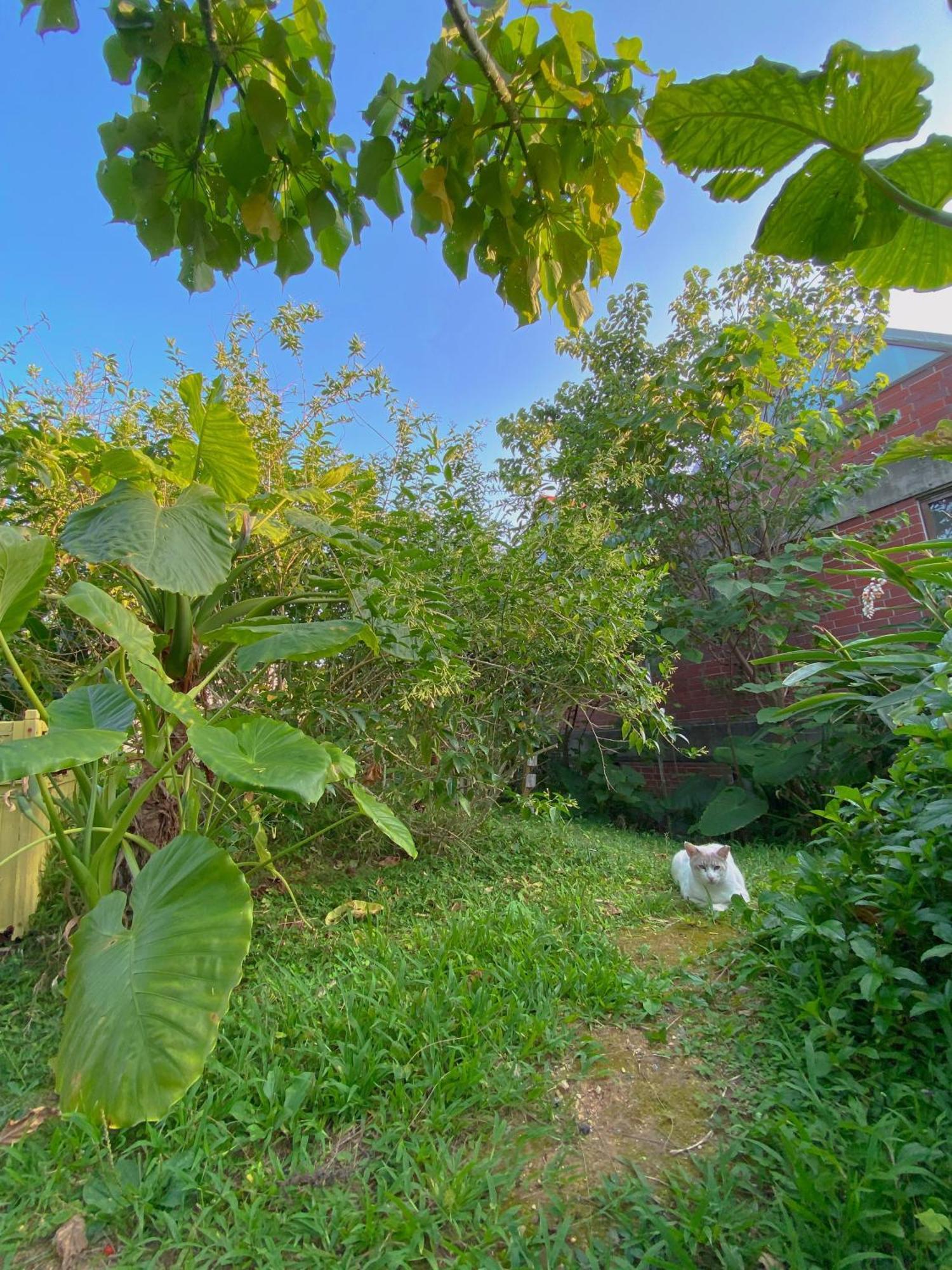 Cats,Piano & Starry Sky Resort Garden -Starry Forest Cottage Okinawa- Onna Buitenkant foto