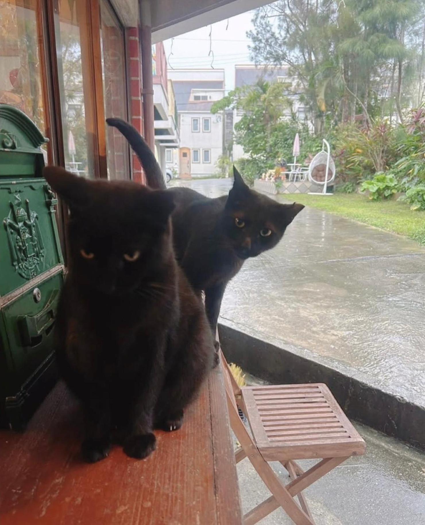 Cats,Piano & Starry Sky Resort Garden -Starry Forest Cottage Okinawa- Onna Buitenkant foto