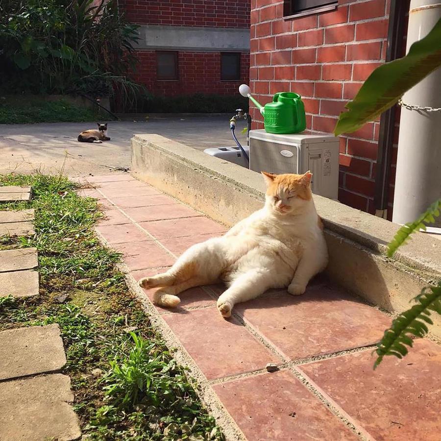 Cats,Piano & Starry Sky Resort Garden -Starry Forest Cottage Okinawa- Onna Buitenkant foto
